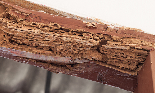 Termite Exterminator in West Palm Beach, Florida